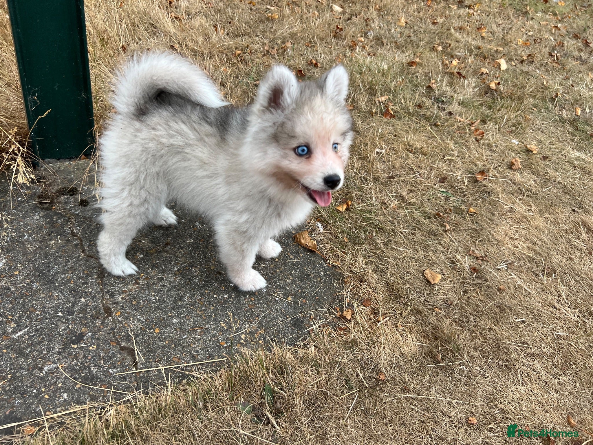 Pomsky dogs Pomsky Puppies - Advert 4