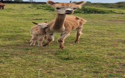 Alpaca livestock for sale: Dark brown female cria ready to reserve - Image 6