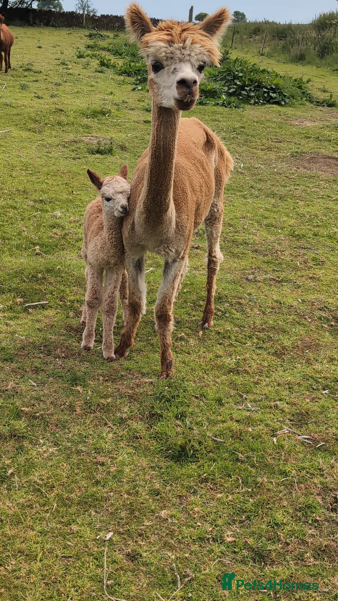 Alpaca livestock for sale: Dark brown female cria ready to reserve - Image 6