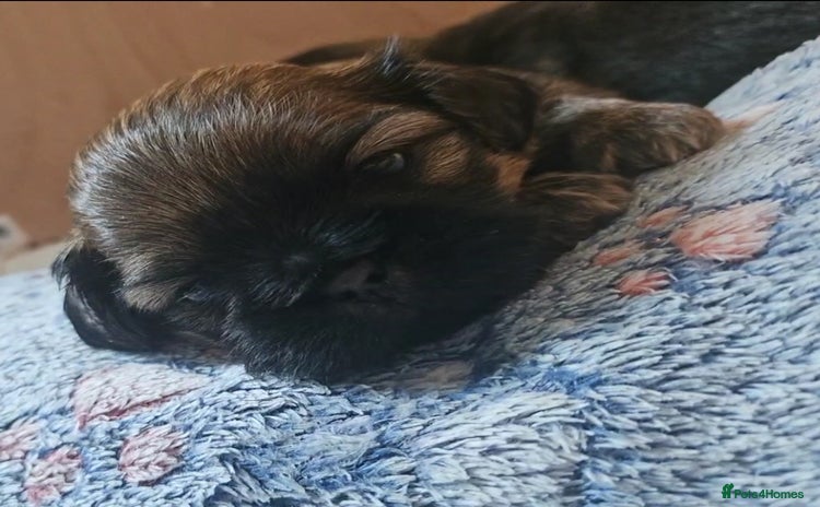 Shih Tzu dogs Imperial Shih Tzu - Advert 8