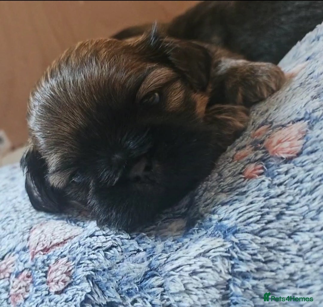 Shih Tzu dogs for sale: Imperial Shih Tzu - Image 6