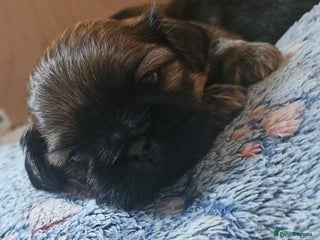 Shih Tzu dogs Imperial Shih Tzu - Advert 12