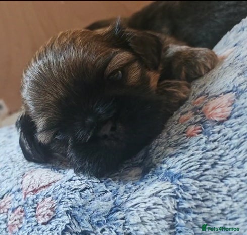 Shih Tzu dogs Imperial Shih Tzu - Advert 8