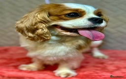Cavalier King Charles Spaniel dogs for adoption: Lady’s Miracle: From Misery to Love - Image 6