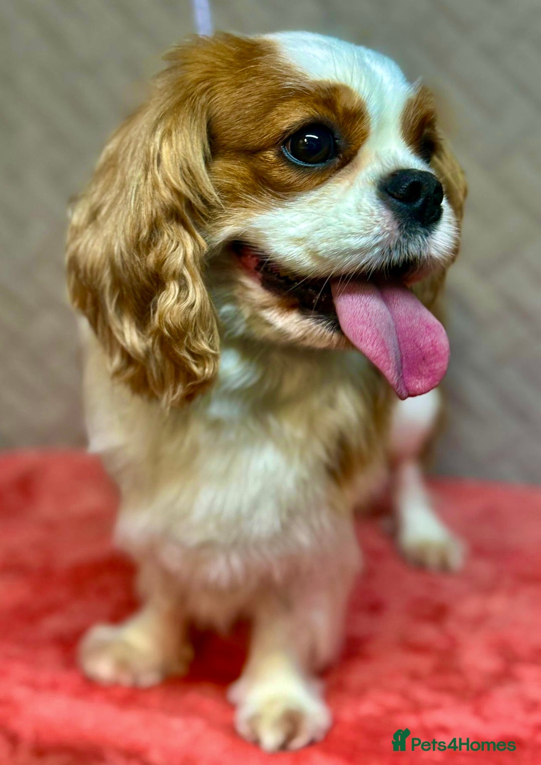 Cavalier King Charles Spaniel dogs for adoption: Lady’s Miracle: From Misery to Love - Image 6