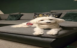 Bichon Frise dogs for sale: Bichon puppy's  - Image 3