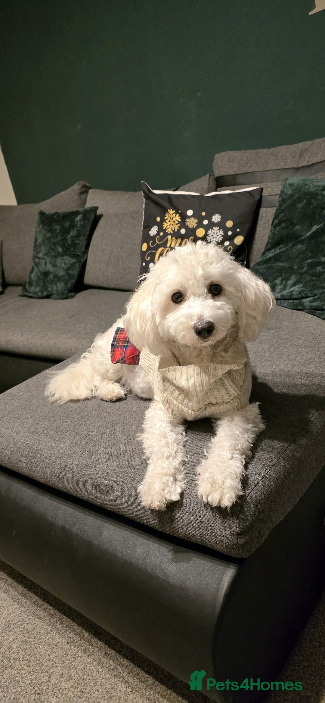 Bichon Frise dogs for sale: Bichon puppy's  - Image 3