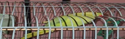 Ringnecks birds for sale: Parrots  in Bury - Advert 2