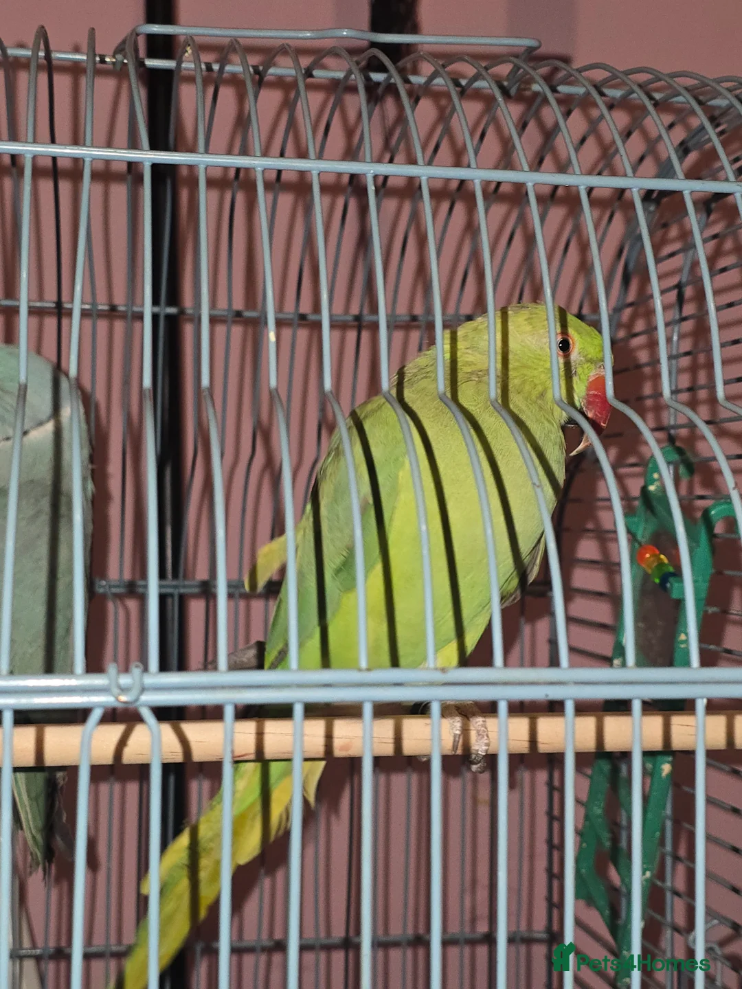 Ringnecks birds for sale: Parrots  in Bury - Advert 2