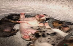 Miniature Dachshund dogs for sale: STUNNING MINIATURE DACHSHUND PUPPIES FOR SALE - Image 11