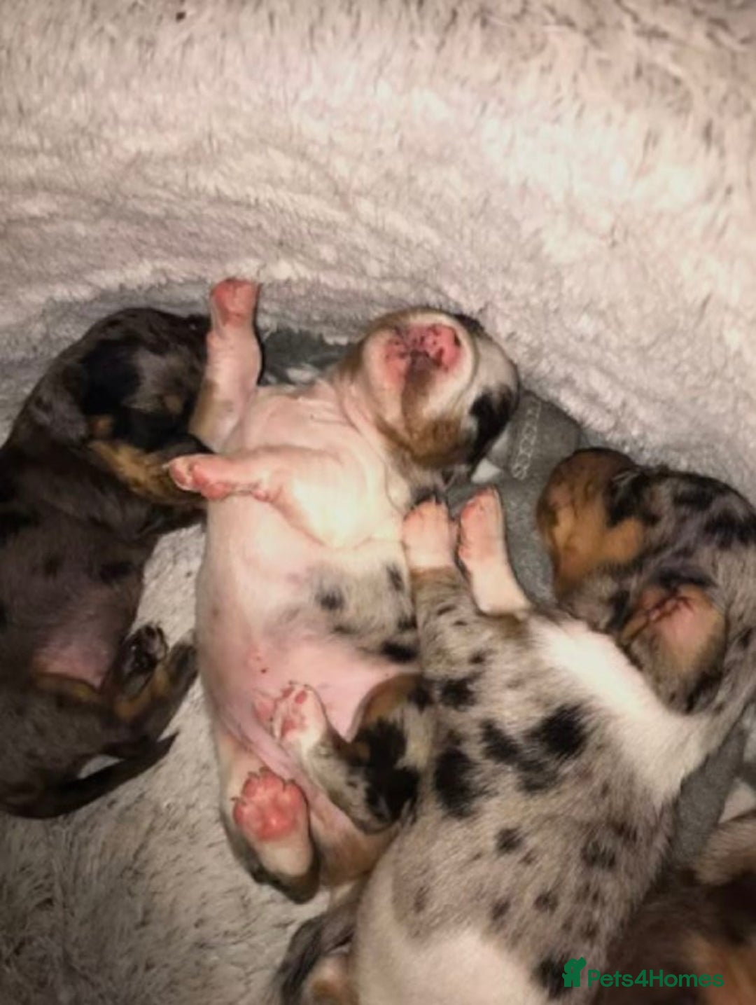 Miniature Dachshund dogs for sale: STUNNING MINIATURE DACHSHUND PUPPIES FOR SALE - Image 11
