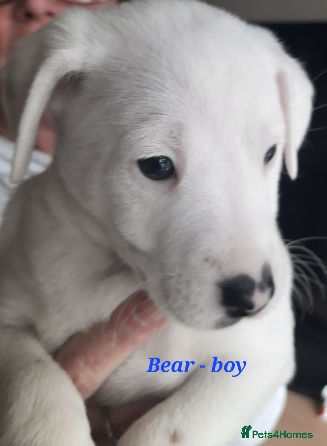 Jack Russell dogs for sale: Beautiful Jack Russel puppies - Image 17