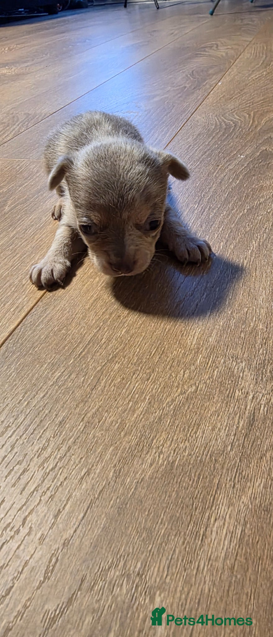 Chihuahua dogs for sale: Long & short haird chihuahua puppies  in Wirral - Advert 20