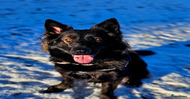 German Shepherd dogs - Advert 3