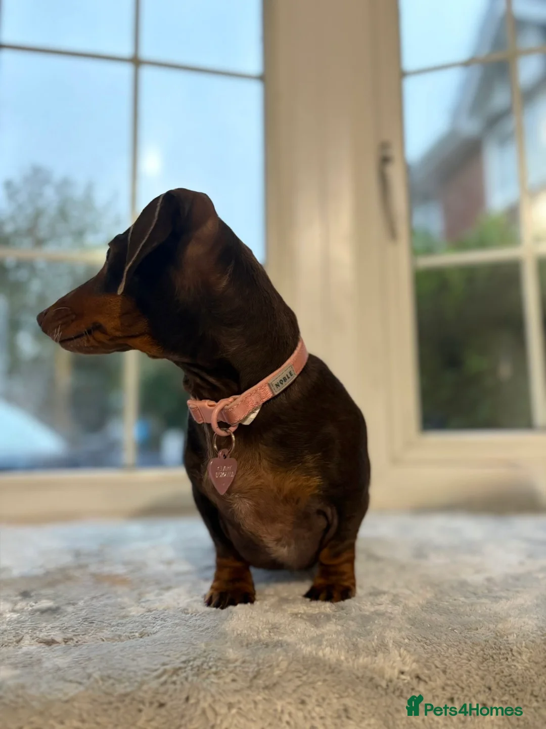 Miniature Dachshund dogs for sale: Lottie  - Advert 5