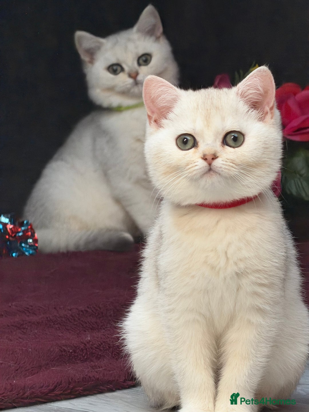 British Shorthair cats for sale: British shorthair kittens golden silver TICA - Image 23