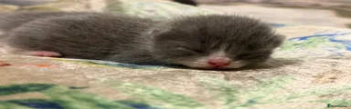 British Shorthair 4