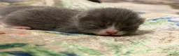 British Shorthair cats for sale: Baby kittens Scottish fold and British short hair - Advert 2