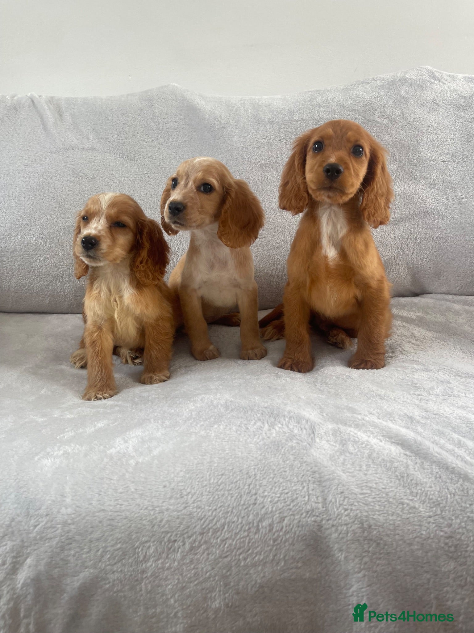 Cocker Spaniel dogs 4 outstanding cocker spaniels  - Advert 1