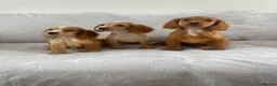 Cocker Spaniel dogs for sale: 4 outstanding cocker spaniels  - Advert 9