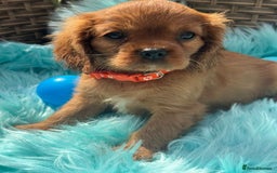 Cavalier King Charles Spaniel dogs for sale: Kc registered Ruby red King Charles spaniels - Image 2