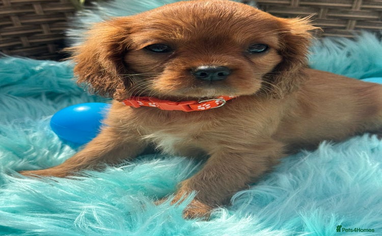 Cavalier King Charles Spaniel dogs - Advert 10