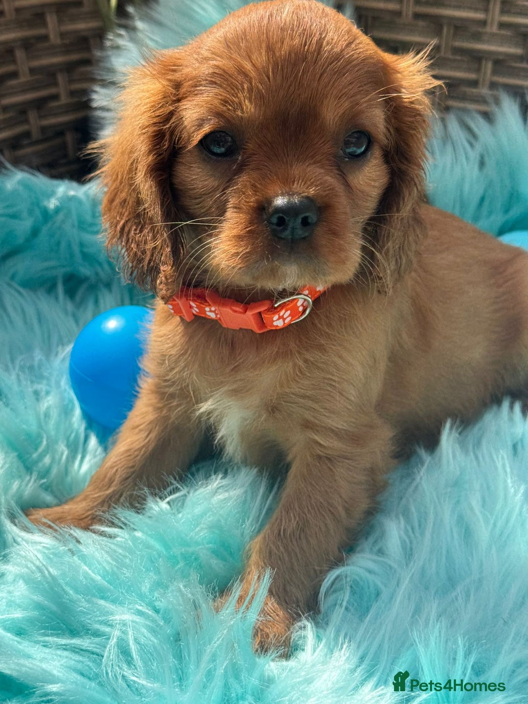 Cavalier King Charles Spaniel dogs for sale: Kc registered Ruby red King Charles spaniels - Image 2