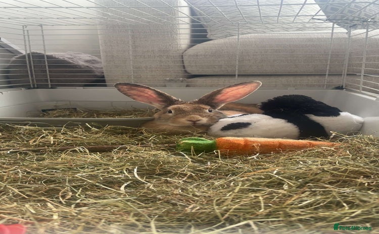 Harlequin rabbits - Advert 15