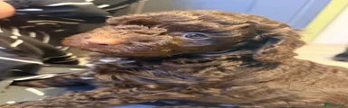 Cockapoo Puppy 1