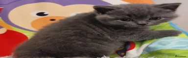 British Shorthair Kitten 3