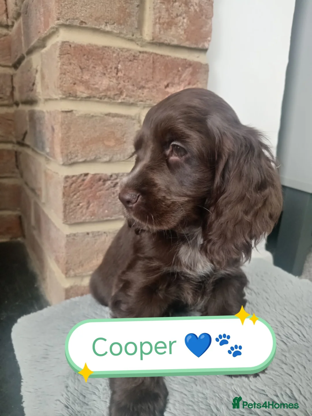 Cocker Spaniel dogs for sale: 🐶 KC Reg Chocolate Show type Cockers🐶🐾  - Advert 2