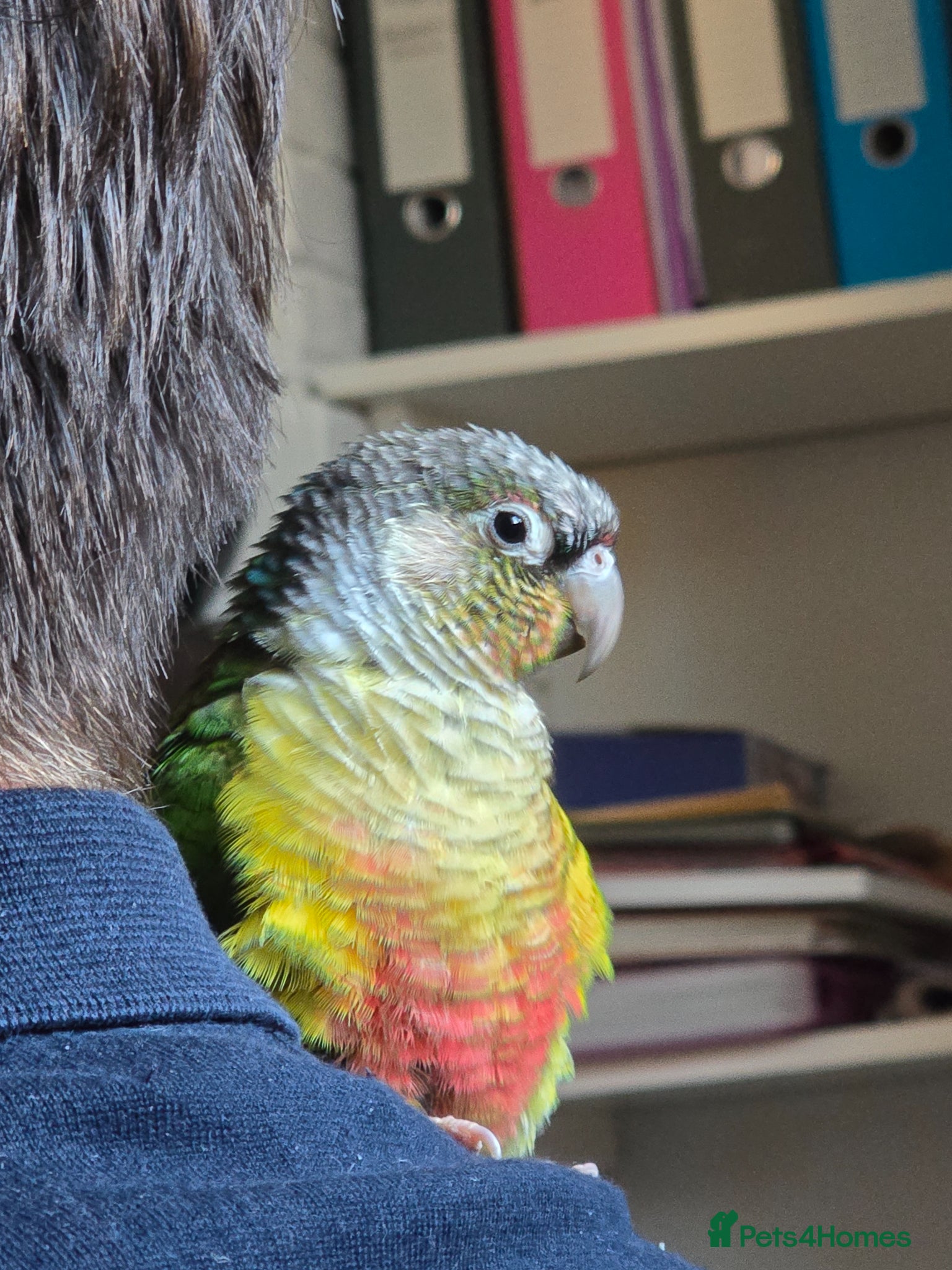 Conures birds Young Male Green-Cheek Conure - Loving Home Wanted - Advert 10
