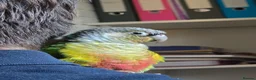 Conures birds for sale: Young Male Green-Cheek Conure - Loving Home Wanted in Chelmsford - Advert 1