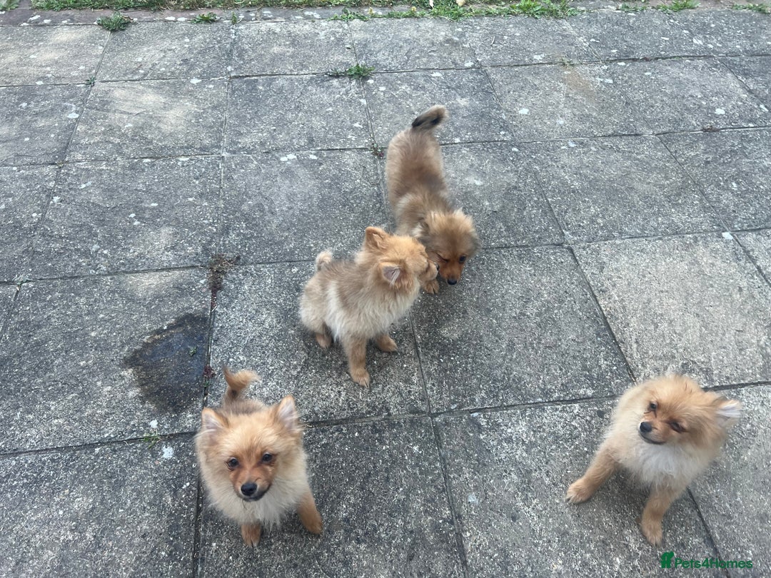 German Spitz dogs for sale: 4x Beautiful German Spitz Pomeranian Puppies  - Image 33