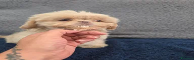 Shih Tzu 2