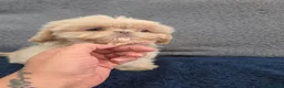 Shih Tzu dogs for sale: Shihtzu pups Beautiful colours & imperial sizes 🐾 - Advert 14
