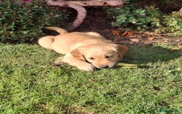 Golden Retriever dogs for sale: Working golden retriever puppies  - Image 3