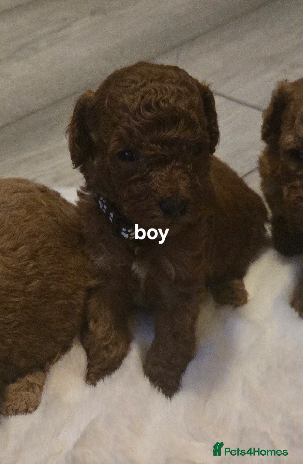 Toy Poodle dogs Toy poodles  - Advert 12