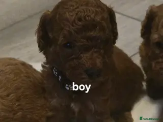 Toy Poodle dogs Toy poodles - Advert 12