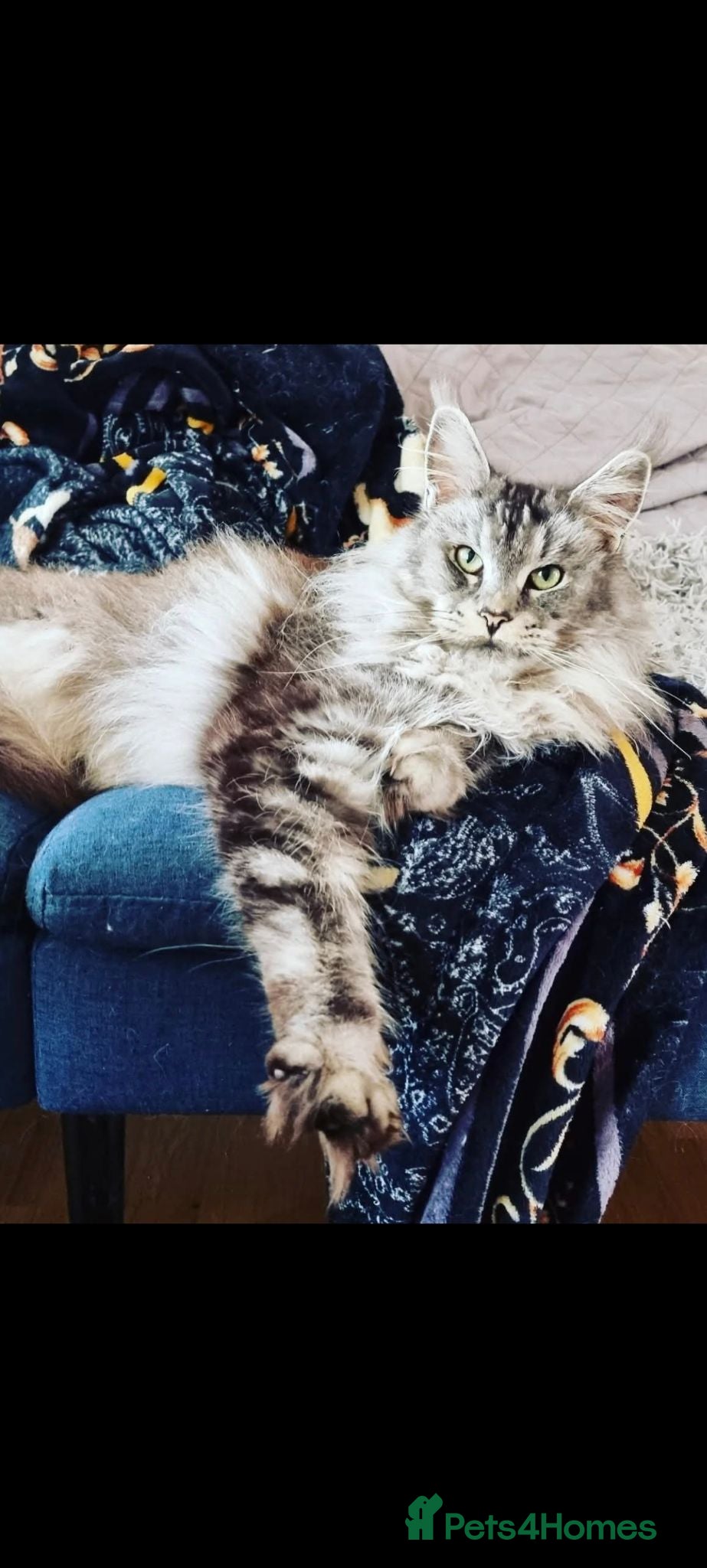 Maine Coon cats Amazing Maine Coon kittens 😍  - Advert 6