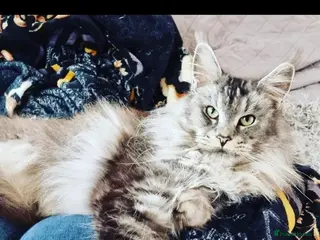 Maine Coon cats Amazing Maine Coon kittens 😍 - Advert 6