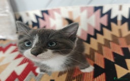 Mixed Breed cats for sale: 3 beautiful kittens left for sale!! - Image 12