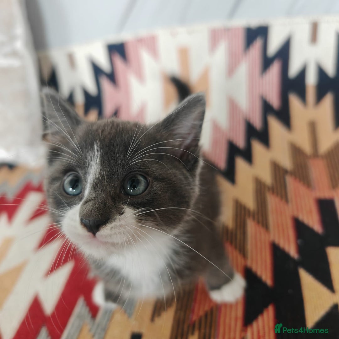 Mixed Breed cats for sale: 3 beautiful kittens left for sale!! - Image 12
