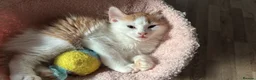 Domestic Shorthair cats for sale: UPDATE 2nd February 1 ginger and white boy left - Advert 38