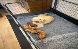 Cockapoo dogs for sale: Cockapoo puppy - Image 6