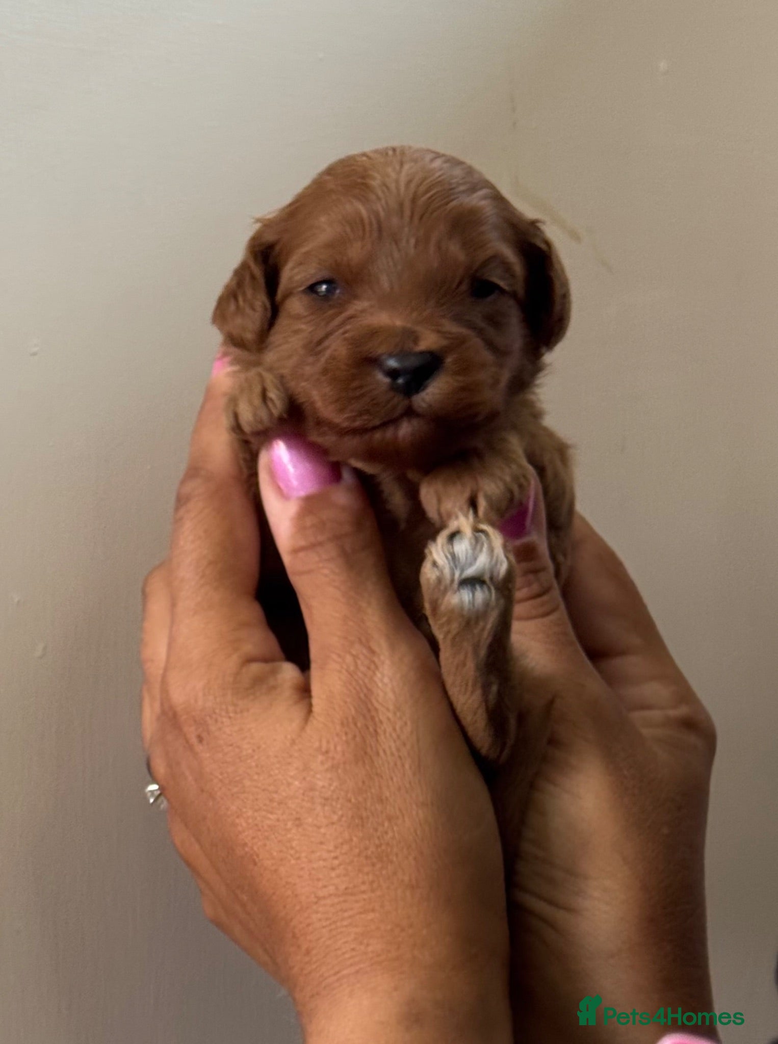 Cavapoo dogs Cavapoo F1b Stunning Puppies (Male) - Advert 5