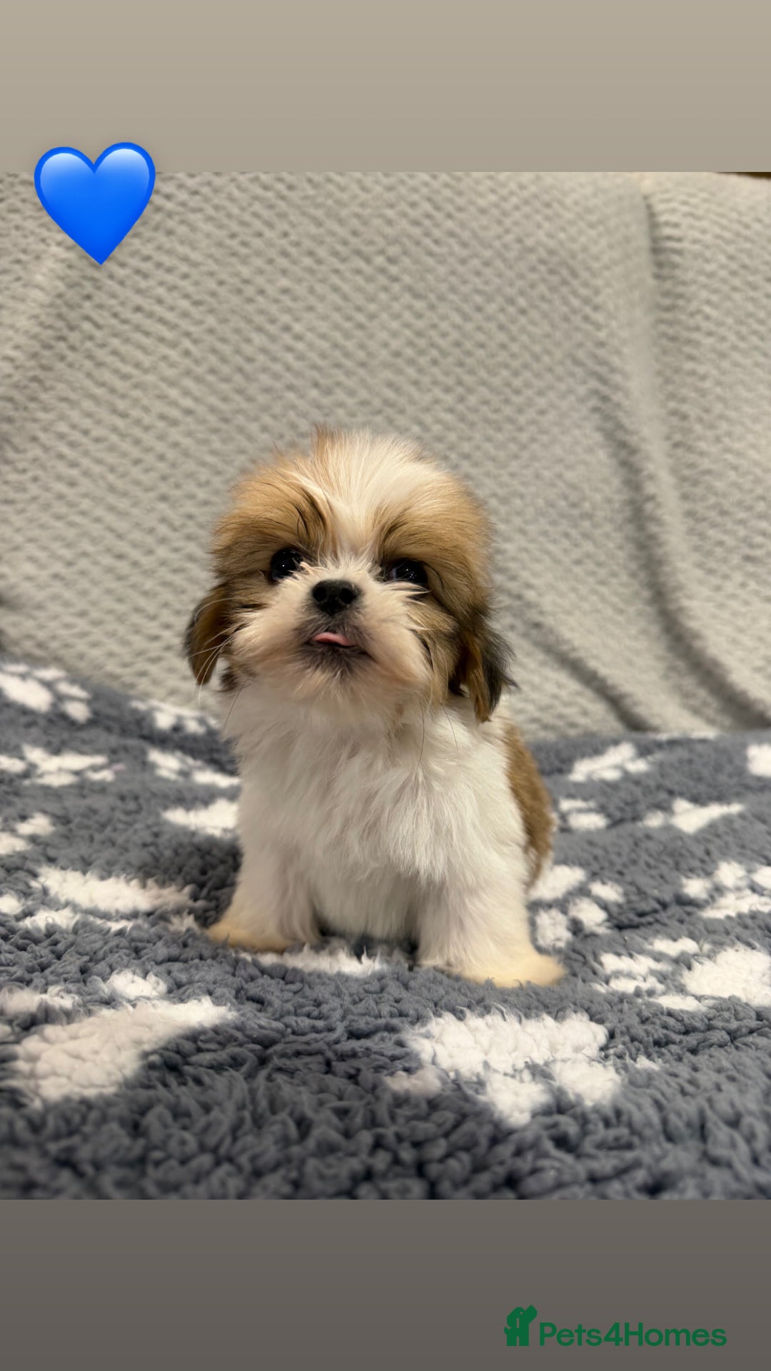 Lhasa Apso dogs for sale: Lhasa apso puppies 🐶 - Advert 13