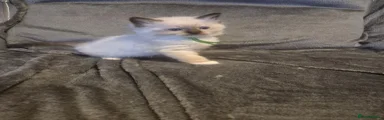 Mitted seal point boy