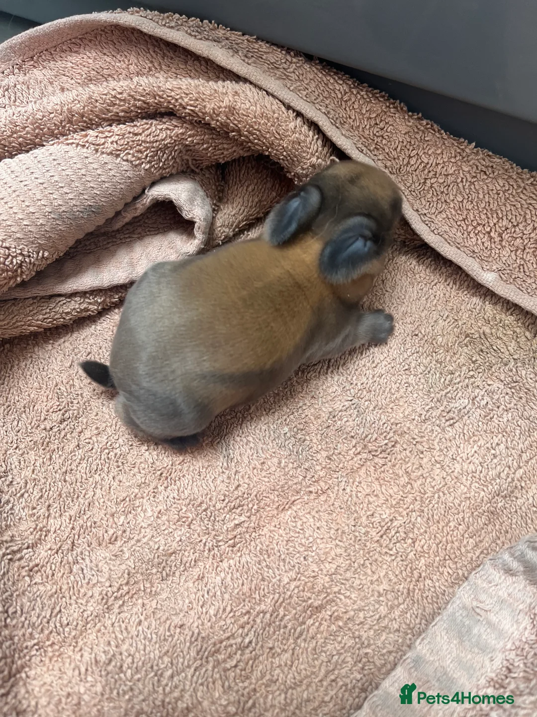 Mini Lop rabbits for sale: Gorgeous Mini Lops - Advert 2