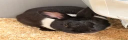 Dutch rabbits for sale: Beautiful rabbit called Ralph  in Leeds - Advert 2
